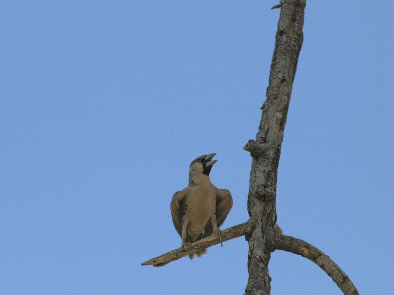 Okaukuejo, Weaver Bird